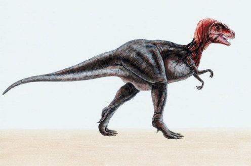 Tyrannosaurus rex picture 15