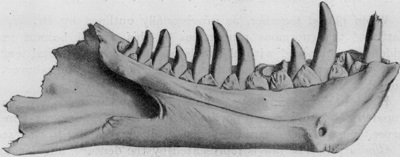 Dynamosaurus jaw